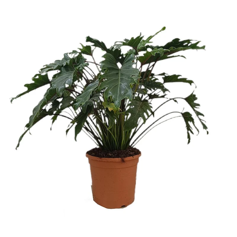 Philodendron Xanadu M30 40-50cm