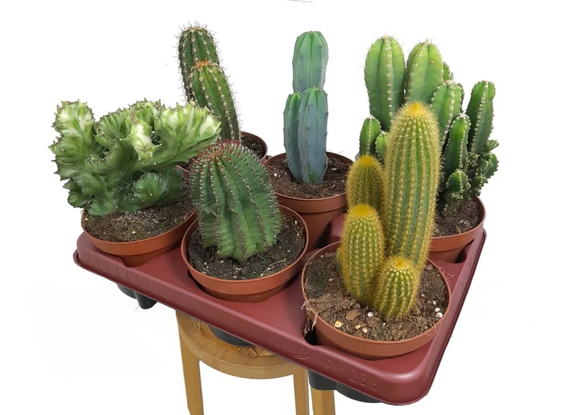 Cactus Mix M13 (unité)