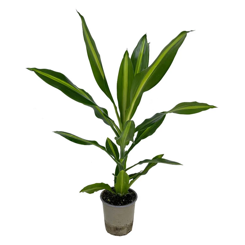 Dracaena Fragrans Cintho M13 35 Cm
