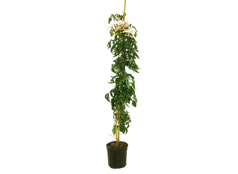 Bignonia Ricasoliana M20 140-160cm