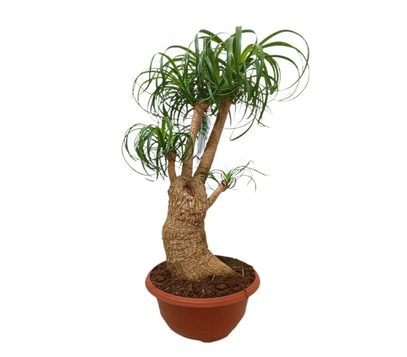 Beaucarnea ramifiée M24 60-80cm