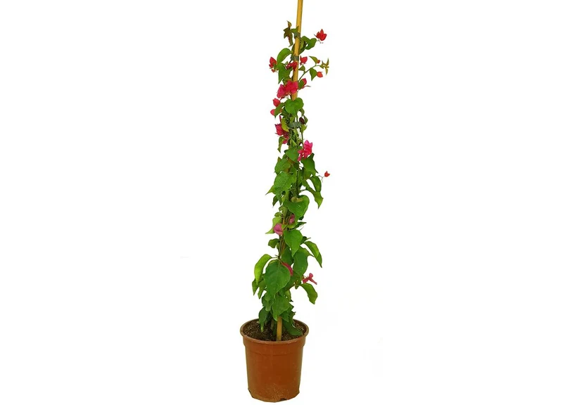 Bougainvillier fuchsia M30