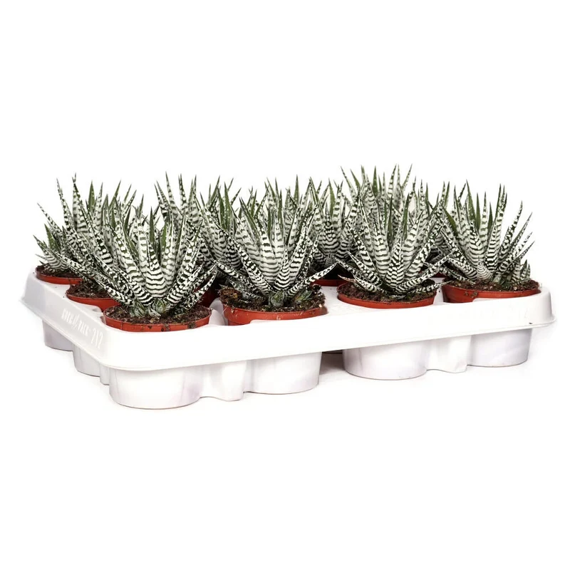 Haworthia Fasciata M8 15cm (unité)