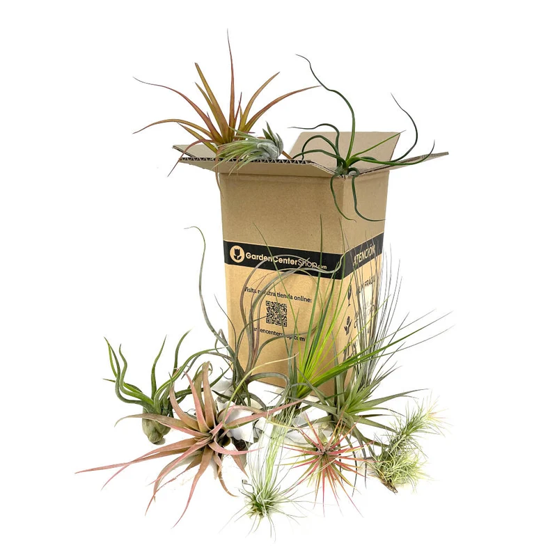 Lot de 15 Tillandsias Variés
