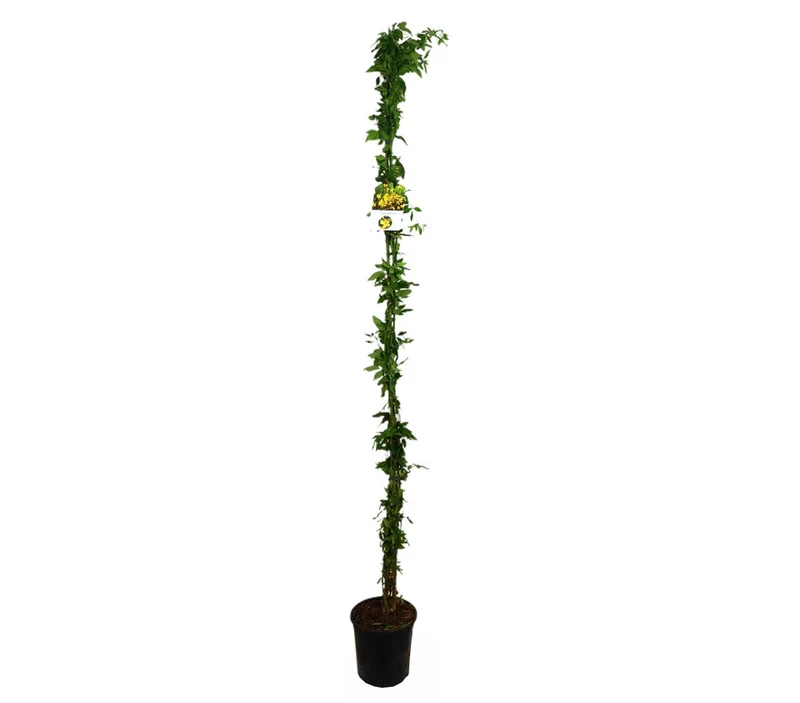 Jasminum Nudiflorum M20 180cm