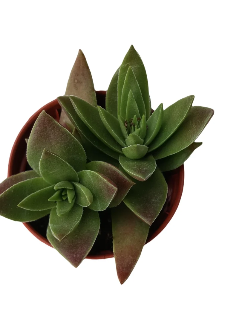 Crassula Corymbosa Plante Succulente Soleil Suspendue Ø5 Cm