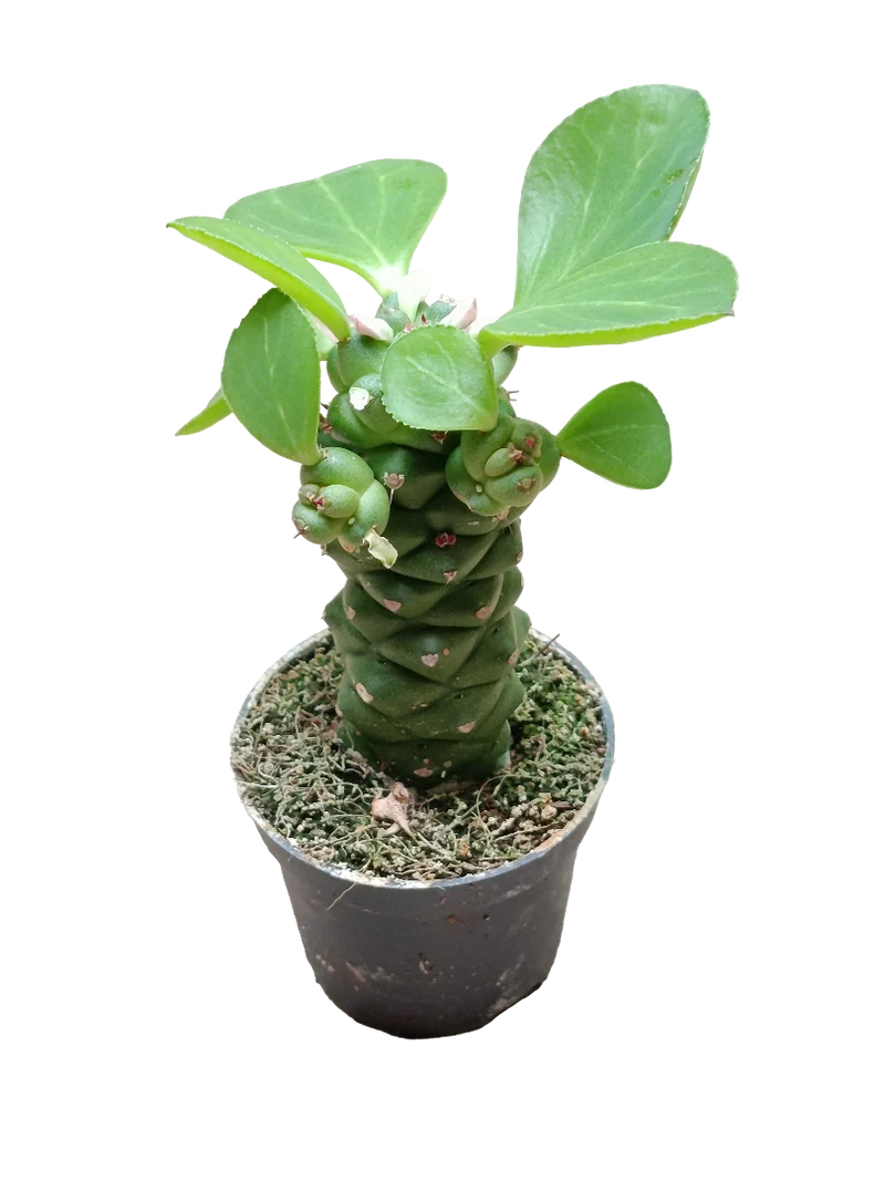 Euporbia Ritchei Ø6 Plante Succulente Naturelle
