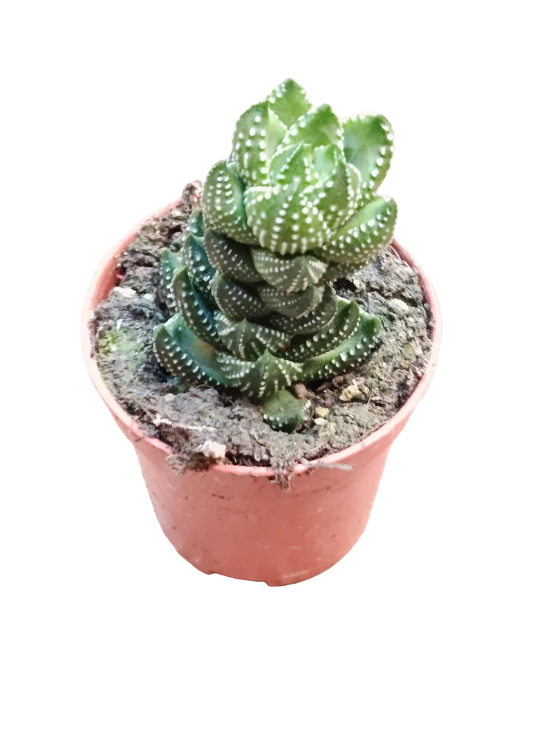 Haworthia Reinwardtii Plante Succulente d'Ombre Ø5