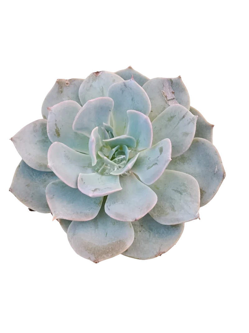 Echeveria Blue Bird Ø5 Plante Succulente De Plein Soleil