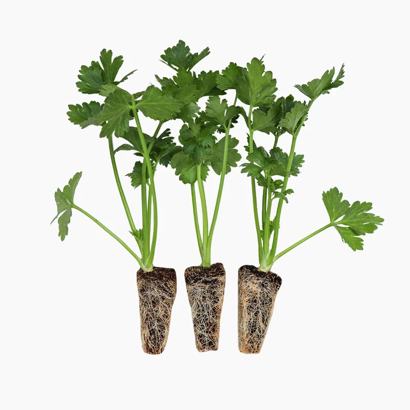 Céleri-rave Plantabo 3 unités