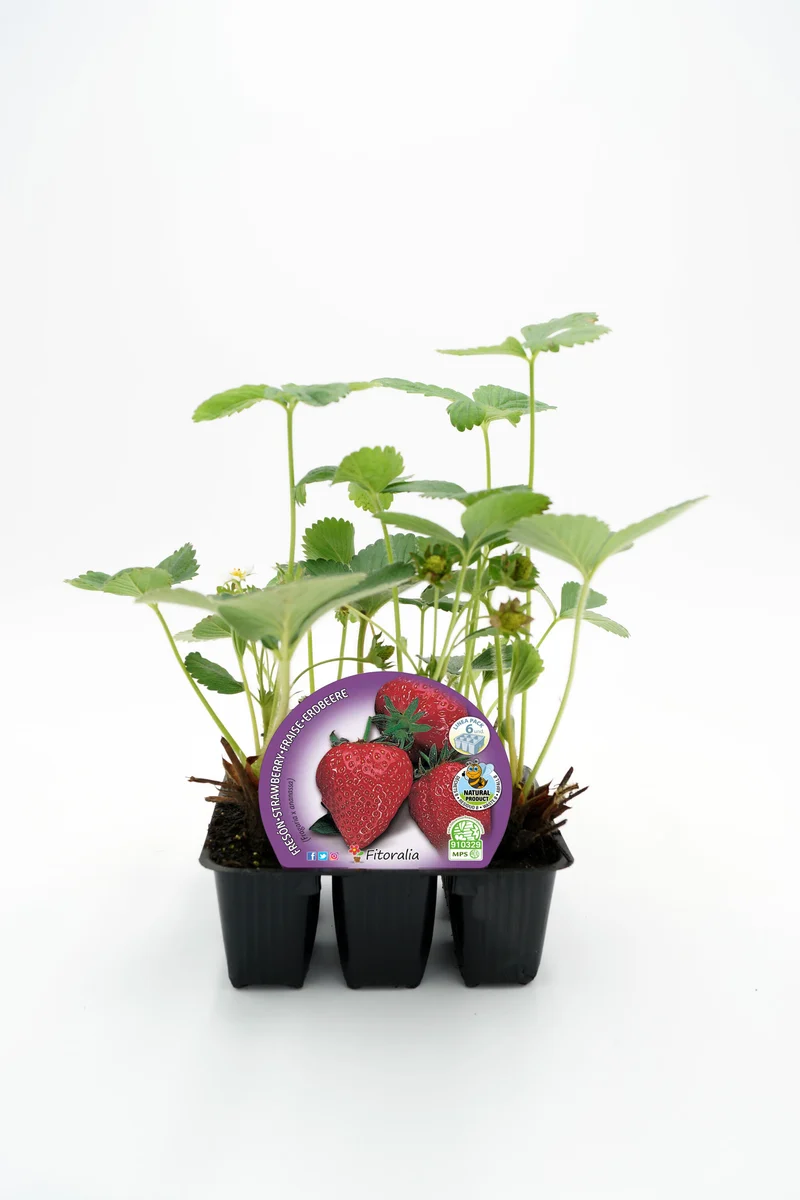 Pack Plants Fraisier 6 U. Naturel - Fitoralia