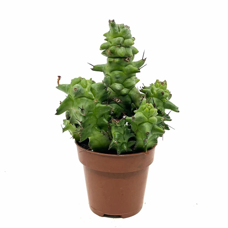 Euphorbia Horrida Monstruosa Cactus et Succulentes M8,5 cm Ø