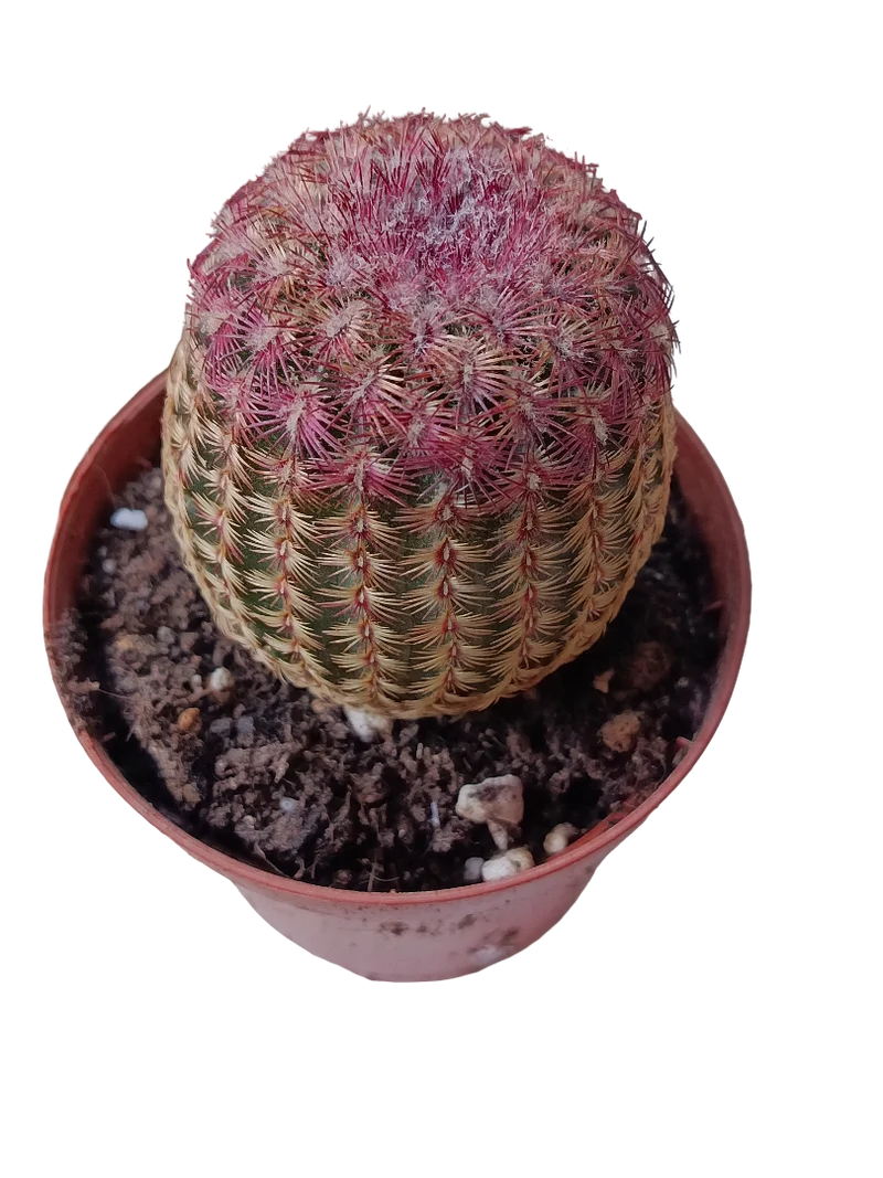 Cactus Rouge Rigidispinnus Ø8 Jeunes Plants
