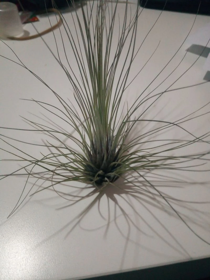 Tillandsia Filifolia Clavel de l'air Tillandsias