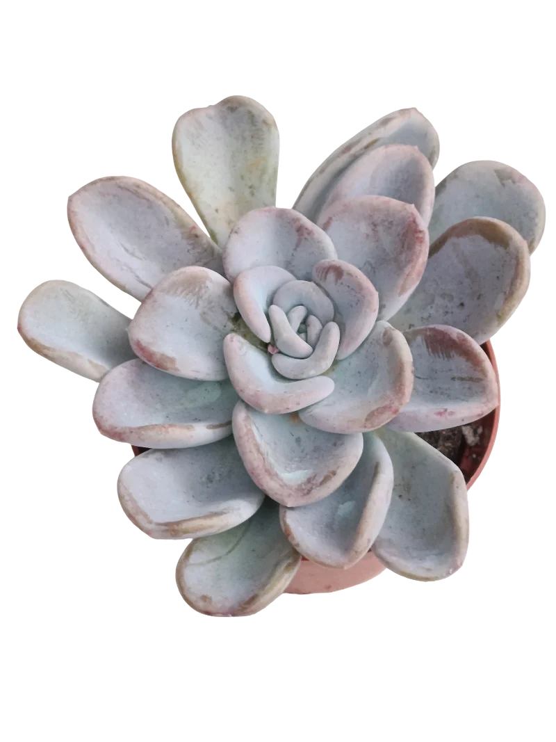 Echeveria Orpet Ø8 Plante Succulente De Soleil