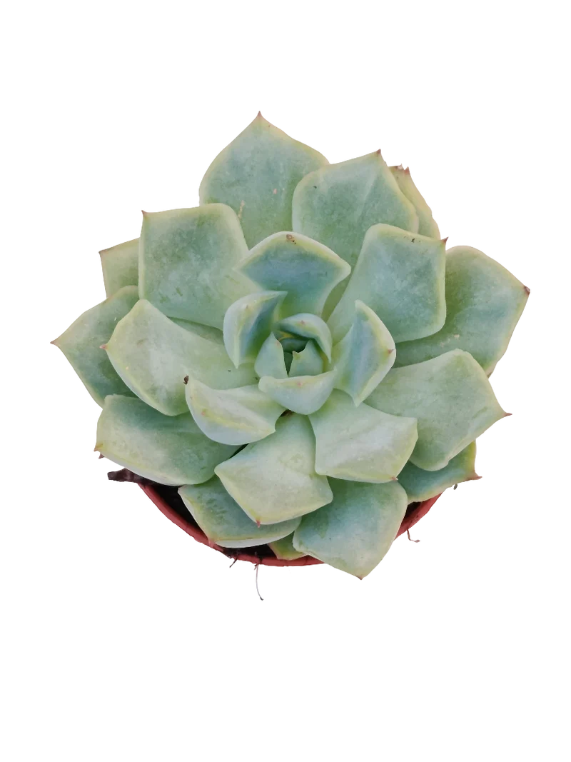 Echeveria California Queen Ø5 Plante succulente de soleil