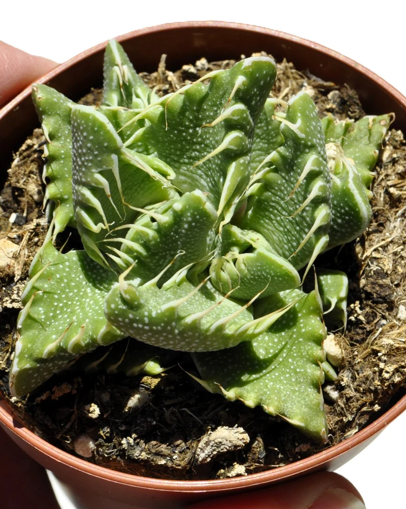 Faucaria Tigrina (bouche de Tigre); Plante Grasse Rare; Curiosarium; Pot 8,5 Cm