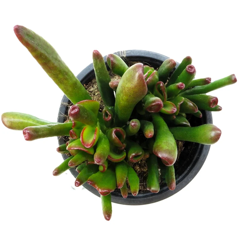 Crassula Ovata 'horn Tree' ; Plante succulente verte ; Curiosarium ; Pot 10,5 Cm