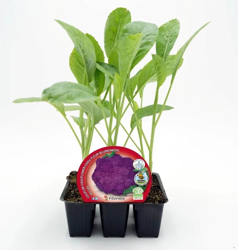 Pack Plants Chou-fleur Hybride F1 Violet Purpurina 6 U. Naturel - Fitoralia