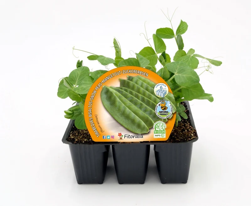 Pack Plants Petit Pois Mangetout 6 U. Naturel - Fitoralia
