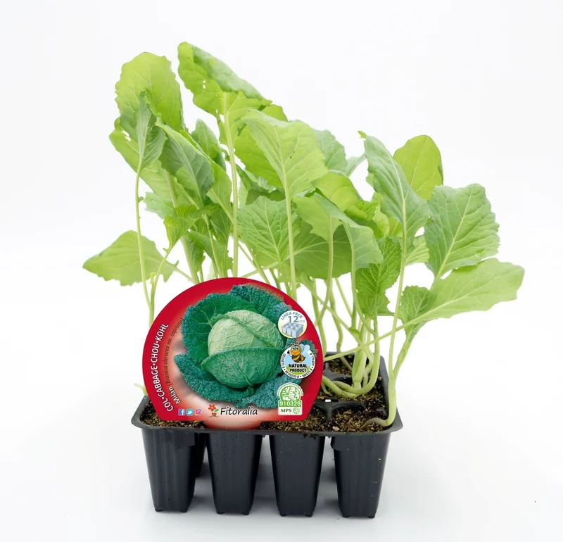 Pack Plants Chou de Milan 12 Unités Naturel - Fitoralia