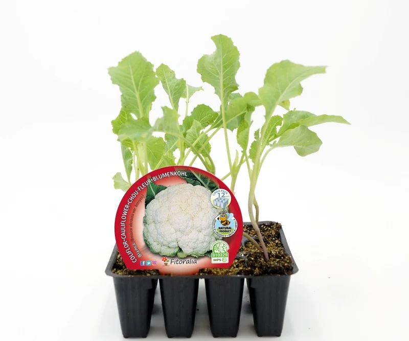 Lot de 12 plants de chou-fleur blanc naturel - Fitoralia