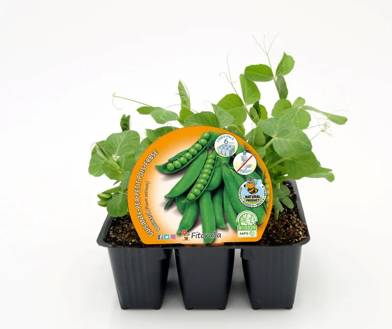 Lot Plants Pois Nain 6 Unités Naturel - Fitoralia