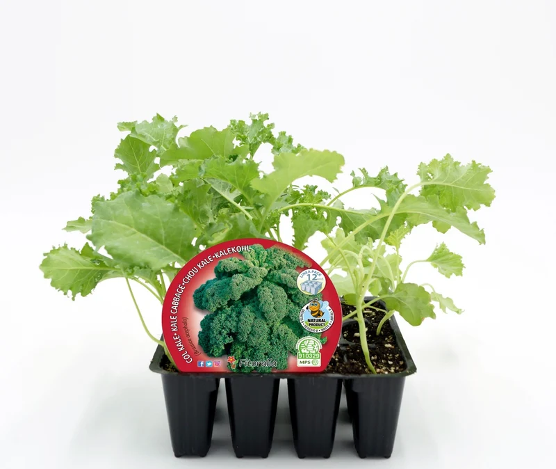 Pack Plants Chou Kale 12 Uds. Naturel - Fitoralia