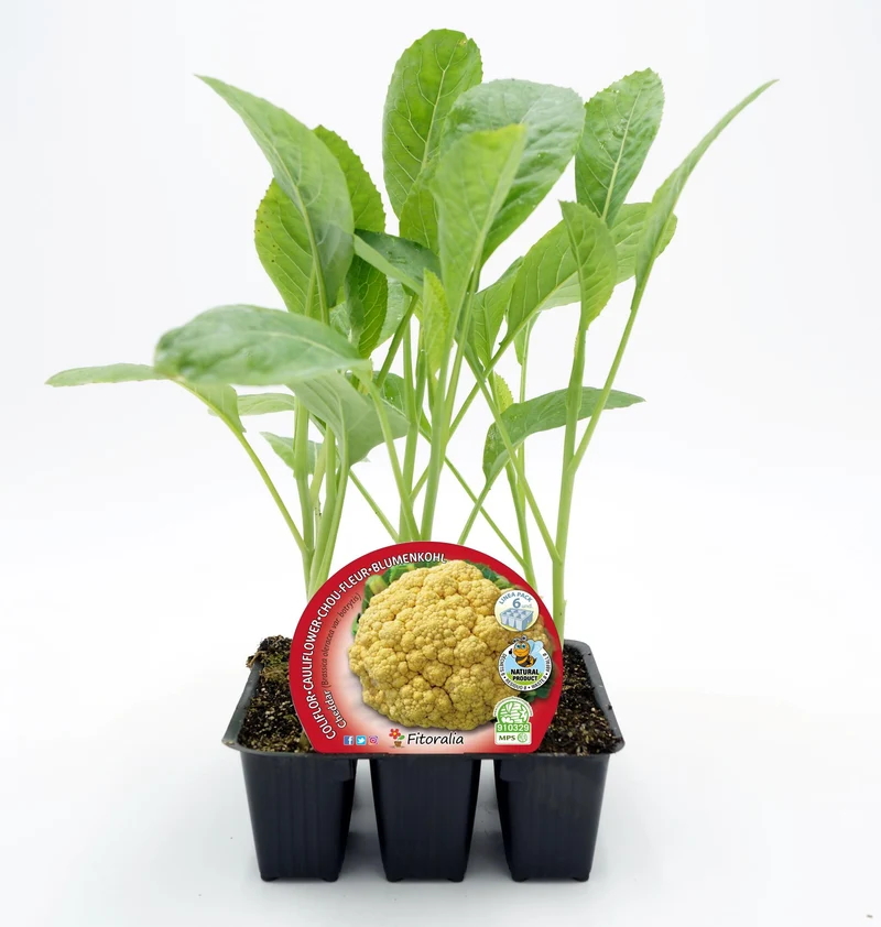 Pack de 6 Plants de Chou-fleur Hybride F1 Jaune Cheddar Naturel - Fitoralia