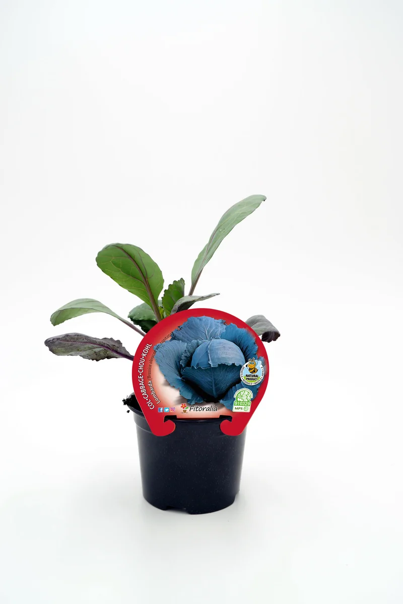 Plant de chou rouge naturel en pot de 10,5 cm. - Fitoralia