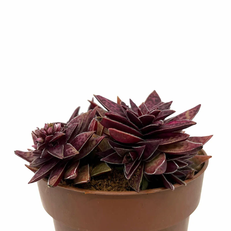 Crassula Capitella Hybride Cactus et Succulentes M8,5 cm Ø