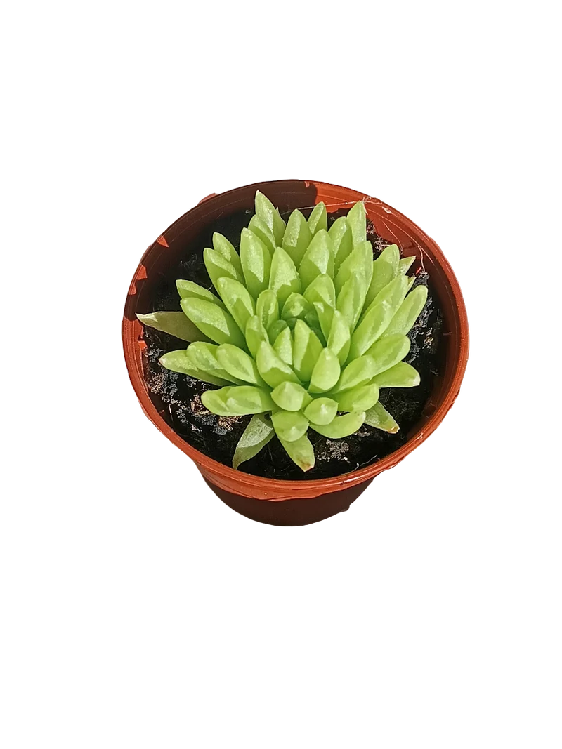 Haworthia Kikuhigasa Plante Succulente Ø5 Cm