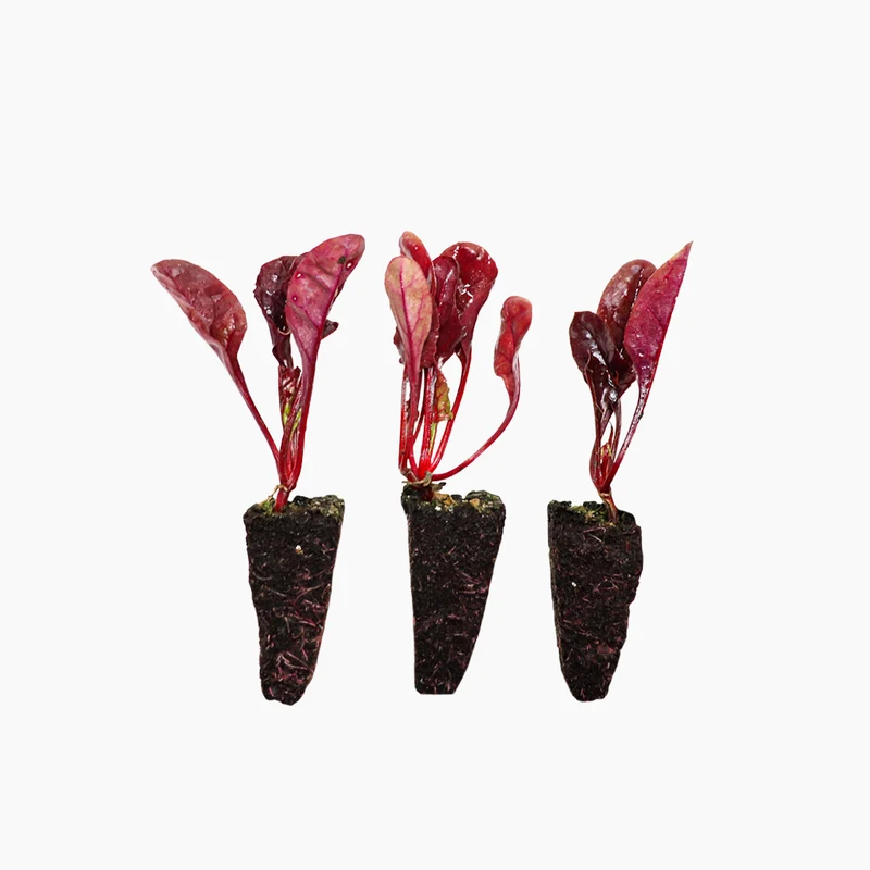 Plant de Bette Rouge 3 Unités - PlantaBo
