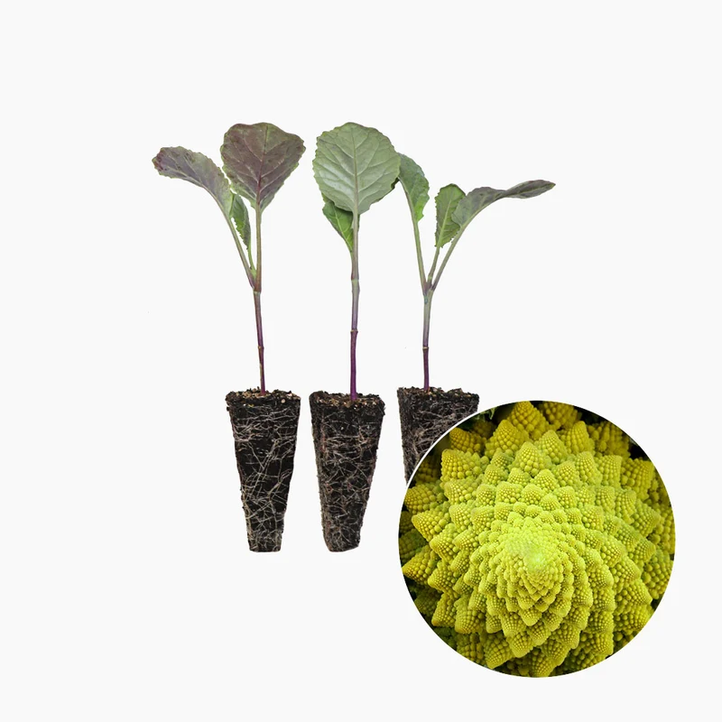 Plant de chou-fleur Romanesco - PlantaBo