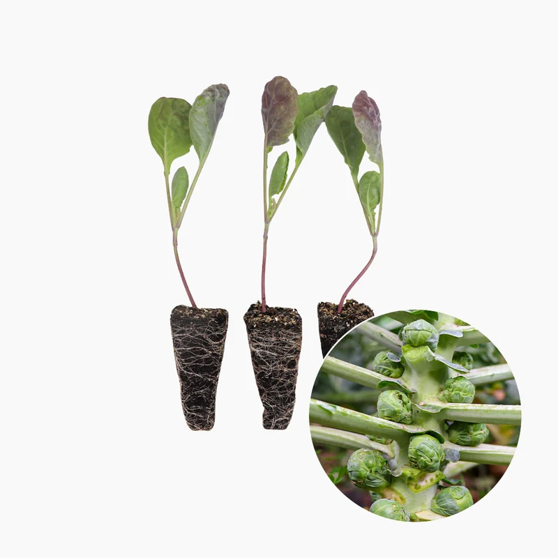 Chou de Bruxelles - PlantaBo