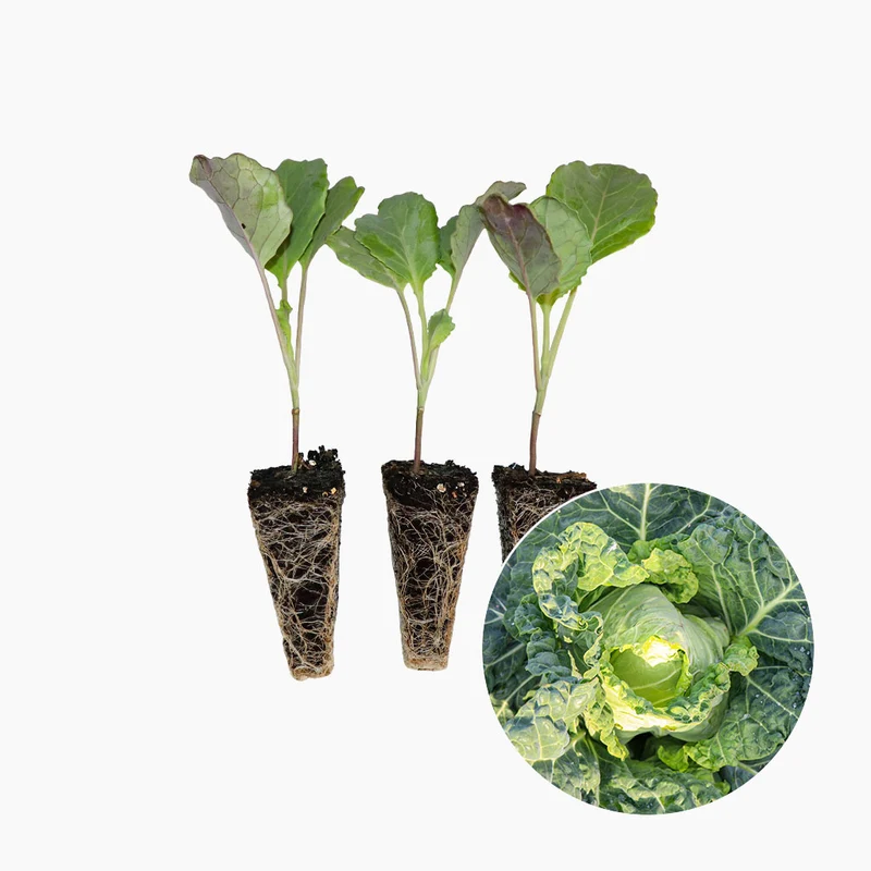 Plant de chou de Pâques 10 unités - PlantaBo