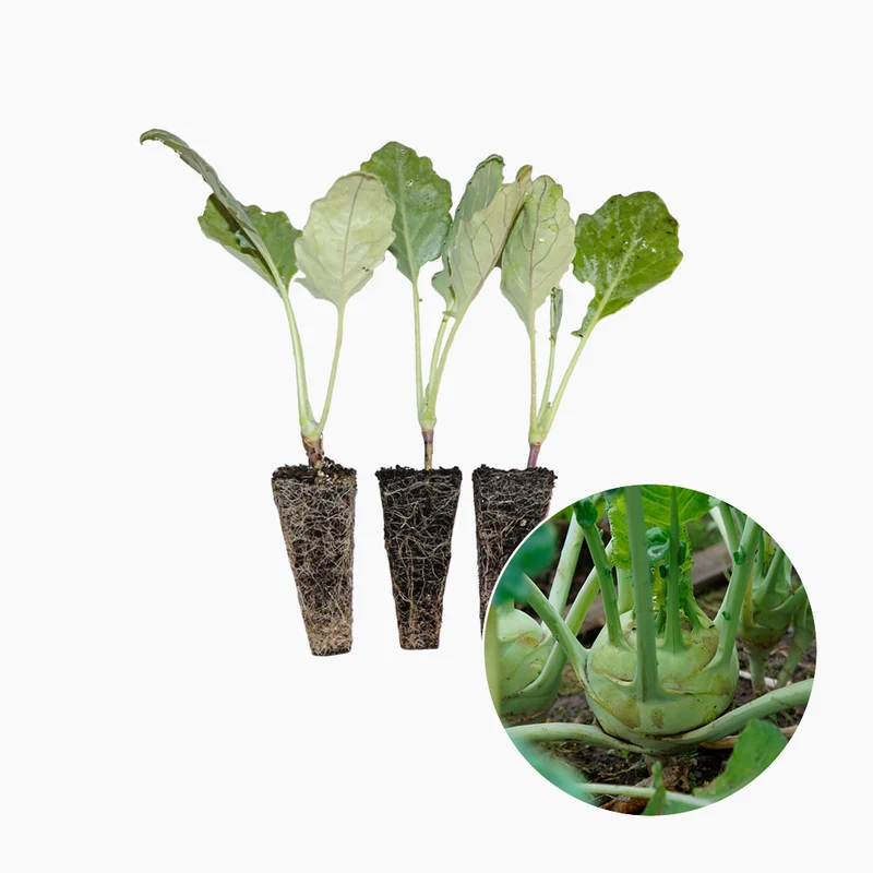 Plant de Chou-rave Vert 10 Unités - PlantaBo