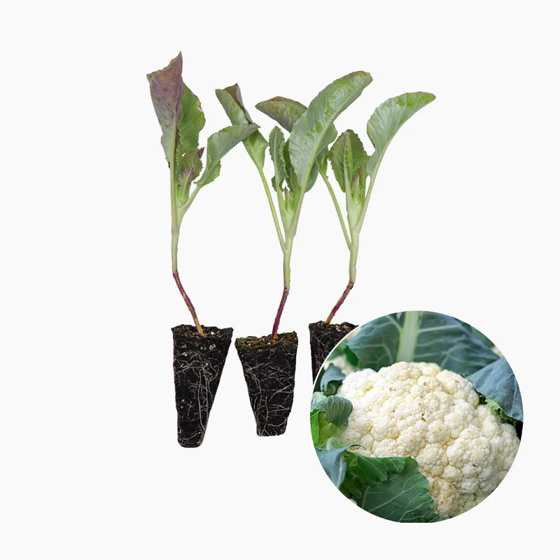 Plant de Chou-fleur Blanc - PlantaBo