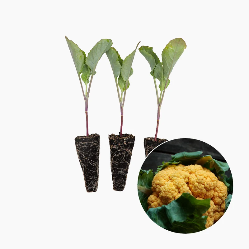 Plant de Chou-fleur Orange - PlantaBo