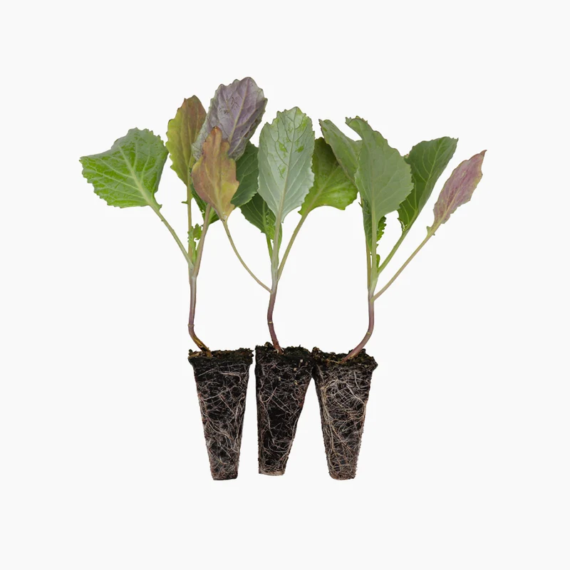 Plant de Chou de Milan 3 Unités - PlantaBo