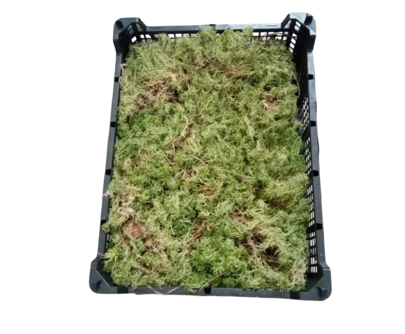 Sphaigne en boîte entière pour plantes carnivores terrarium orchidées monsteras