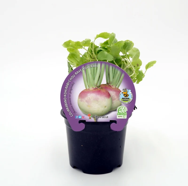 Plant de chou-rave en pot de 10,5 cm - Fitoralia