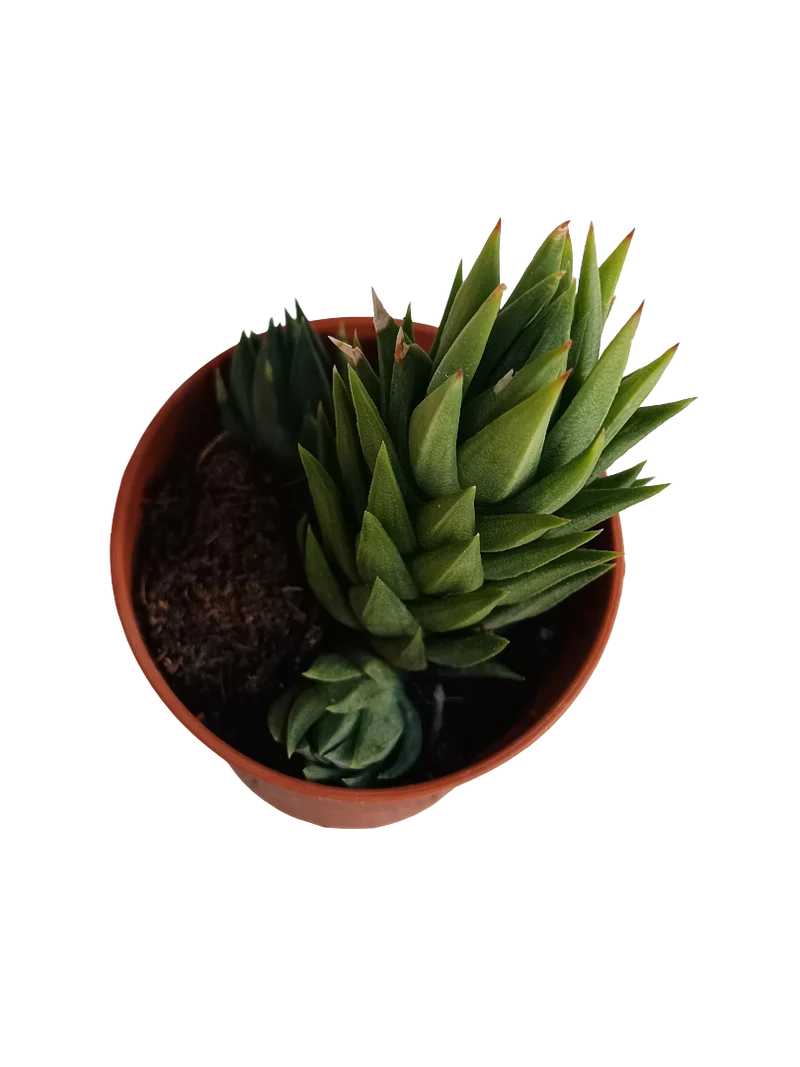 Haworthia Glauca Plante Succulente Ø5