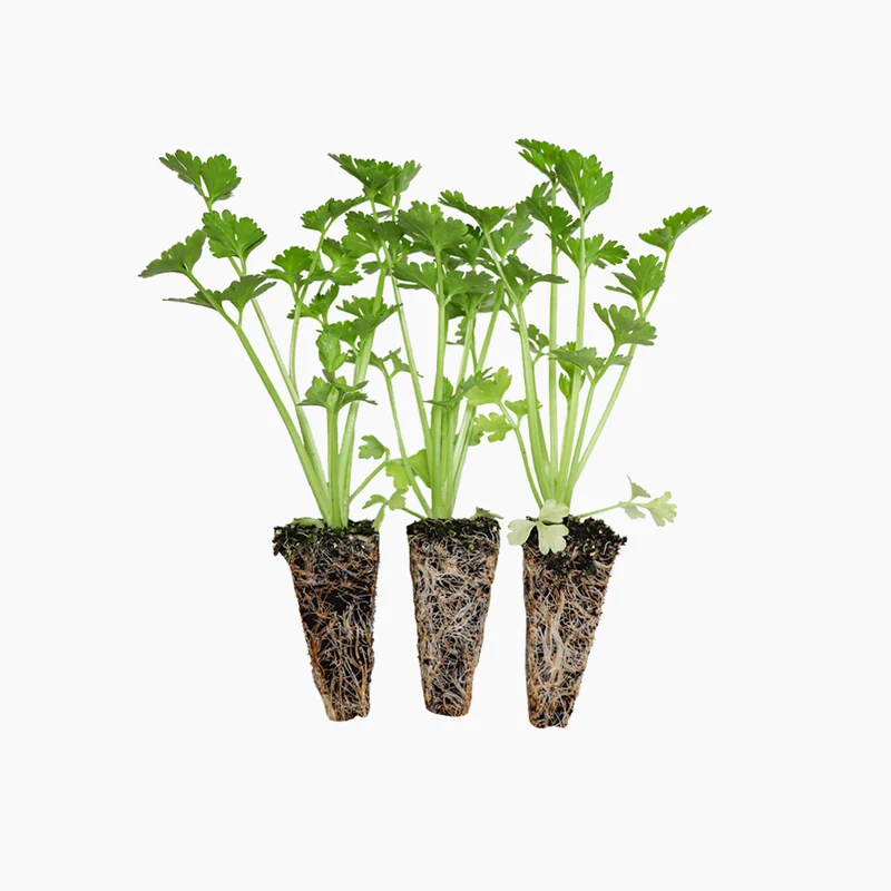 Pied de céleri 3 Unités - PlantaBo