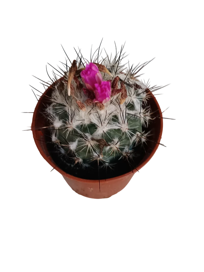 Turbinicarpus Horripilus Cactus Plante Succulente Ø5