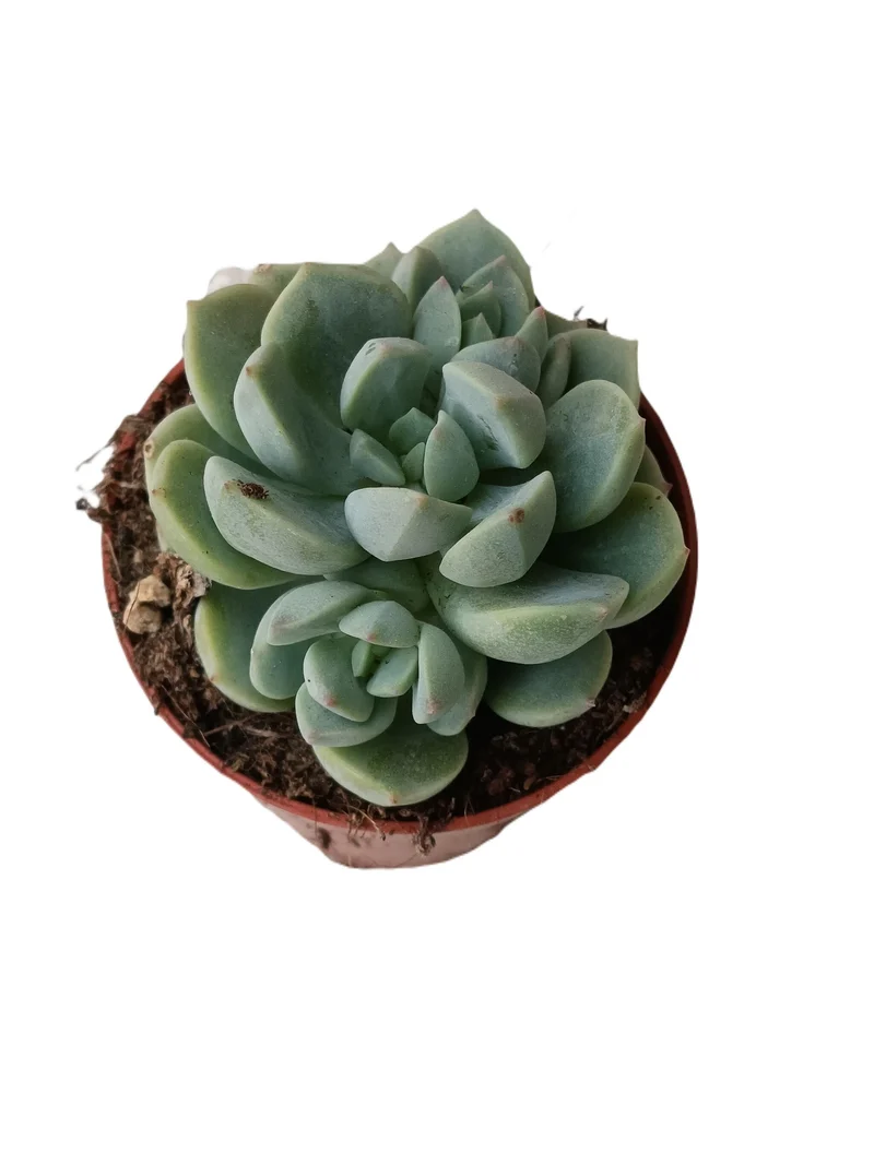 Plante grasse Jade Rose Mini Ø5 cm