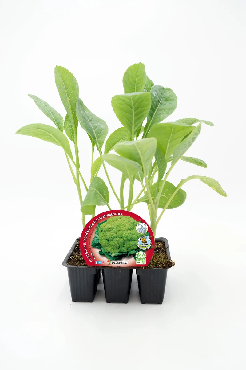 Pack Plants Chou-fleur Hybride F1 Romanesco Navona 6 Unités Naturel - Fitoralia