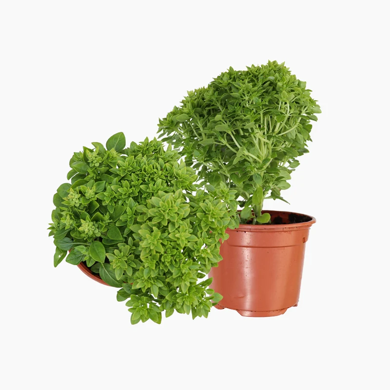 Pot Basilic à Petites Feuilles 10,5 cm - Plantabo